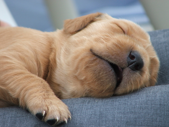 sleeping-puppy-1-1311676